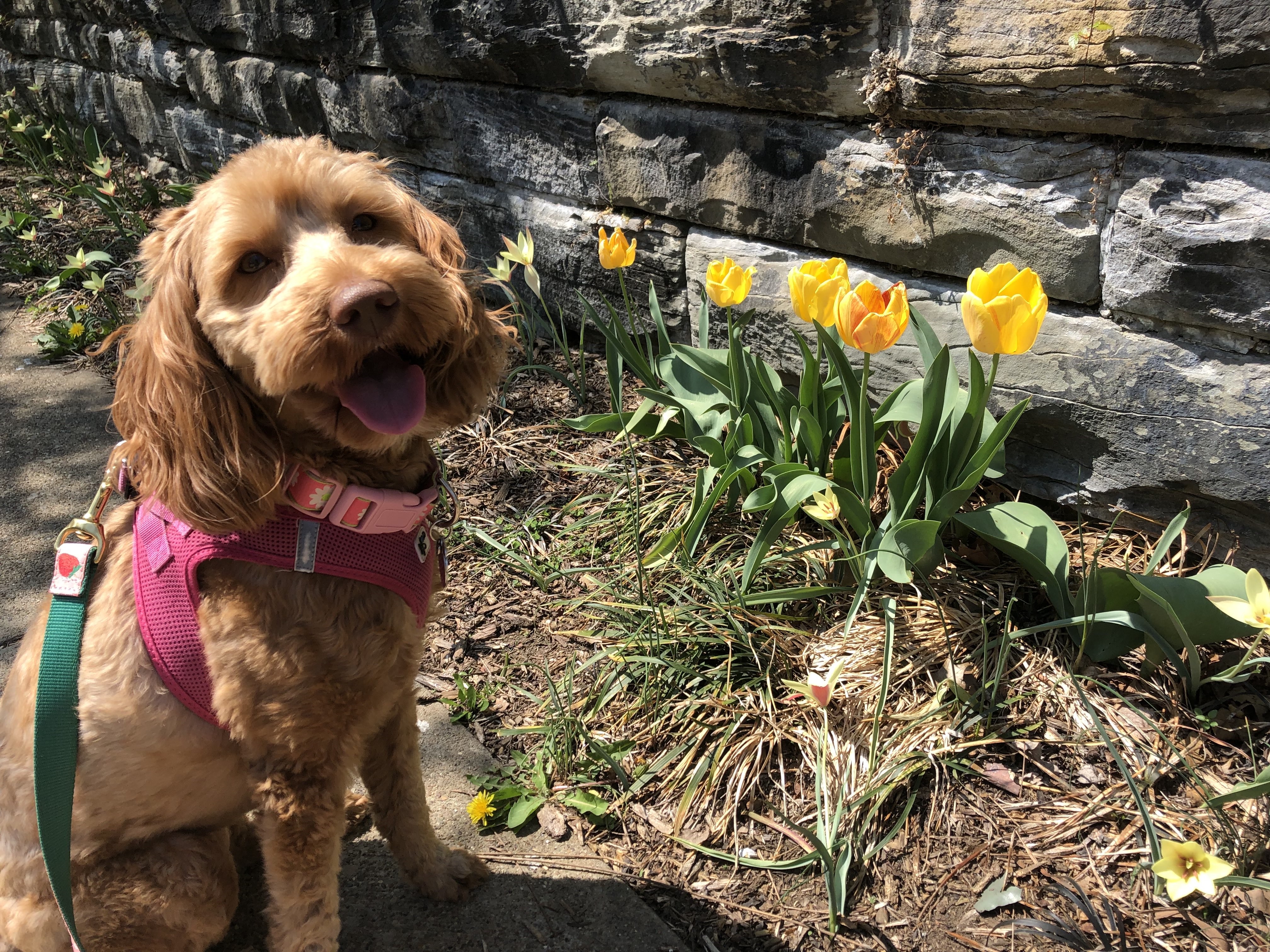 Image of dog with tulips