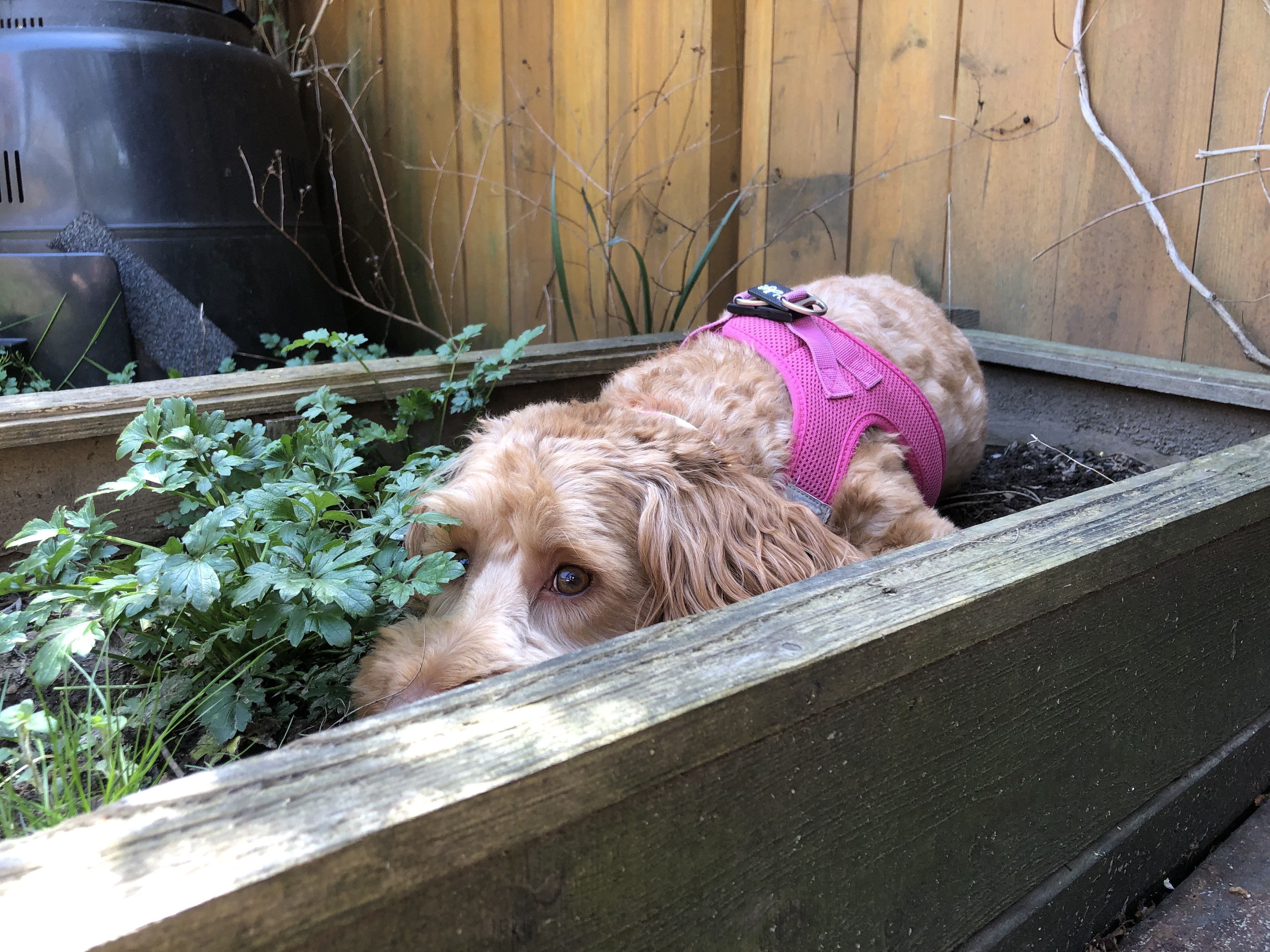 Image of dog in the herb garden